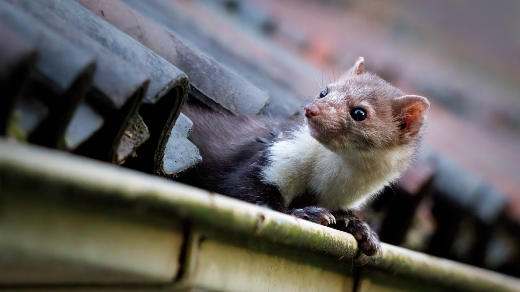 steenmarter zit in een dakgoot van een huis en komt onder de dakpannen vandaan